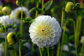 Image result for Dahlia `Snowflake`