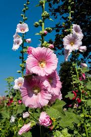 Attēlu rezultāti vaicājumam “Alcea rosea flower”
