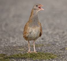 Image result for Crex crex