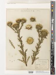 Attēlu rezultāti vaicājumam “Carlina vulgaris”