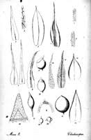 Attēlu rezultāti vaicājumam “Ephemerum serratum”