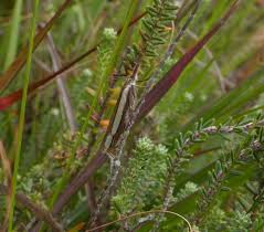 Attēlu rezultāti vaicājumam “Crambus silvella”
