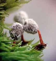 Attēlu rezultāti vaicājumam “Didymium tussilaginis sessile”