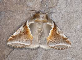 Attēlu rezultāti vaicājumam “Habrosyne pyritoides”