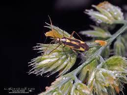 Attēlu rezultāti vaicājumam “Stenotus binotatus male”