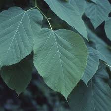 Attēlu rezultāti vaicājumam “Tilia americana”