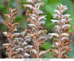 Attēlu rezultāti vaicājumam “Orobanche elatior bud”