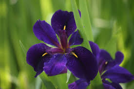Attēlu rezultāti vaicājumam “Iris rosenbachiana flower”
