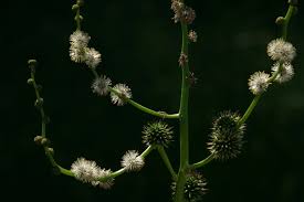Attēlu rezultāti vaicājumam “Sparganium erectum aggr. fruit”
