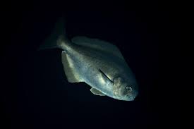 Image result for Schedophilus ovalis