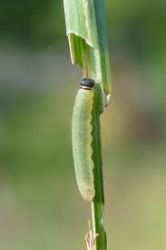 Attēlu rezultāti vaicājumam “Ochlodes sylvanus underside”