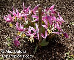 Attēlu rezultāti vaicājumam “Erythronium sibiricum”