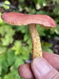 Attēlu rezultāti vaicājumam “Tricholomopsis rutilans”