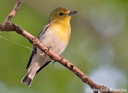 Image result for Vireo flavifrons