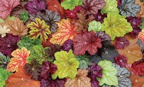 Image result for Heuchera `Swirling Fantasy`