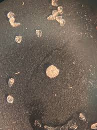 Attēlu rezultāti vaicājumam “Reticularia jurana”