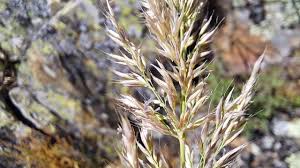 Attēlu rezultāti vaicājumam “Calamagrostis arundinacea leaf”