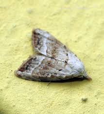 Attēlu rezultāti vaicājumam “Nola aerugula”