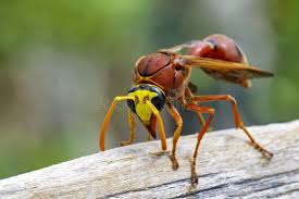 Attēlu rezultāti vaicājumam “Eumenes sp.”