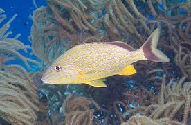 Image result for Haemulon sciurus