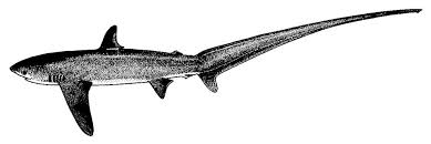 Image result for Alopias pelagicus