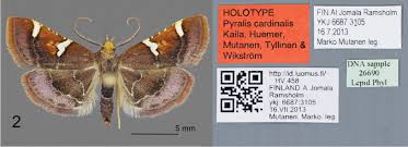 Attēlu rezultāti vaicājumam “Pyralis regalis”