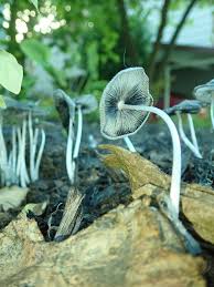Attēlu rezultāti vaicājumam “Cribraria macrocarpa stalked”