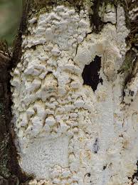 Attēlu rezultāti vaicājumam “Antrodia xantha”