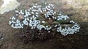 Attēlu rezultāti vaicājumam “Collaria arcyrionema spores”