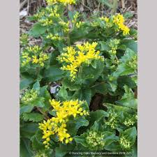 Attēlu rezultāti vaicājumam “Sedum aizoon”