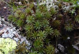 Attēlu rezultāti vaicājumam “Polytrichum piliferum sporophyte”