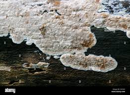 Attēlu rezultāti vaicājumam “Cylindrobasidium evolvens”