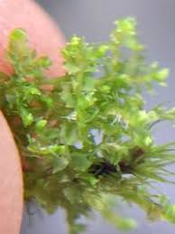 Attēlu rezultāti vaicājumam “Lophozia ventricosa”