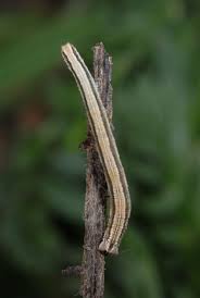 Attēlu rezultāti vaicājumam “Scopula immorata”