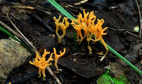 Attēlu rezultāti vaicājumam “Ramariopsis crocea”