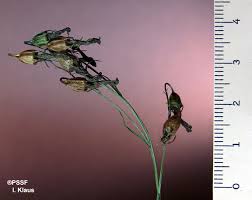 Attēlu rezultāti vaicājumam “Campanula patula fruit”