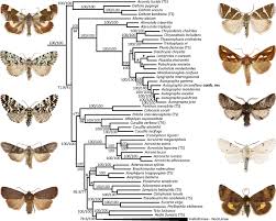 Attēlu rezultāti vaicājumam “Cryptocala chardinyi”