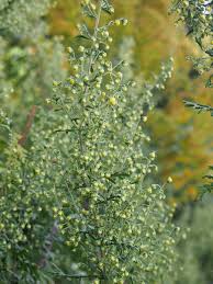 Image result for Artemisia gmelinii