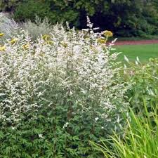 Image result for Artemisia gmelinii