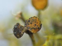 Attēlu rezultāti vaicājumam “Lichenoconium xanthoriae”