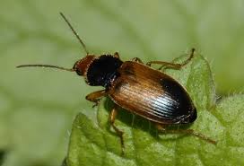 Attēlu rezultāti vaicājumam “Diachromus germanus”