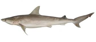 Image result for Carcharhinus