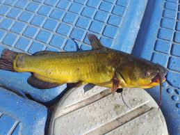 Image result for Ameiurus melas