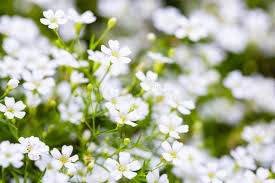 Attēlu rezultāti vaicājumam “Gypsophila paniculata bud”