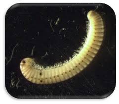 Attēlu rezultāti vaicājumam “Diplopoda”