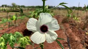 Attēlu rezultāti vaicājumam “Malvaceae”