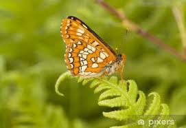 Attēlu rezultāti vaicājumam “Euphydryas maturna”