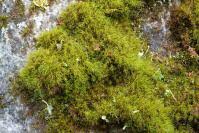 Attēlu rezultāti vaicājumam “Paraleucobryum longifolium”