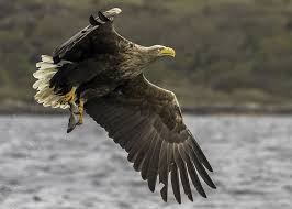 Attēlu rezultāti vaicājumam “Haliaeetus albicilla”