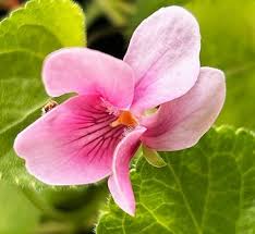 Image result for Viola odorata